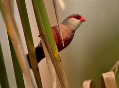 Image result for Waxbill Finch Nest