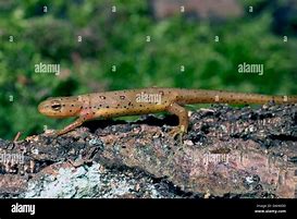 Image result for Red Eft Newt