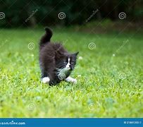 Image result for Kitten Running