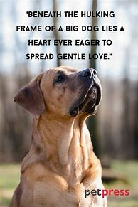 Image result for Big Dog Quotes