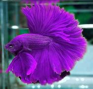 Image result for Purple Betta Fiah