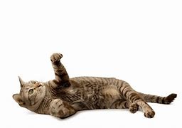 Image result for Laying Wild Cat