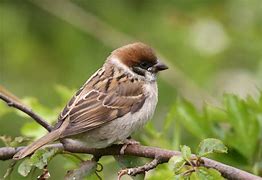 Image result for Tree Sparrow