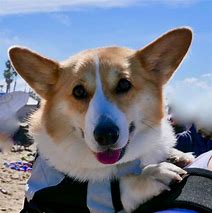 Image result for Corgi Mini Backpack