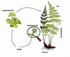 Image result for A Diploid Sporophyte