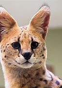 Image result for Serval Cat as a House