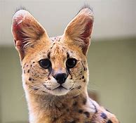 Image result for Serval Cats as Pets