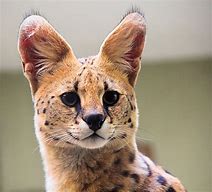 Image result for African Serval House Cat