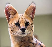 Image result for Serval Cat Meow