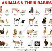 Image result for Baby Animal Photography