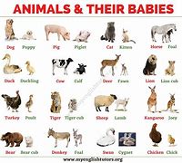 Image result for Baby Animals Called