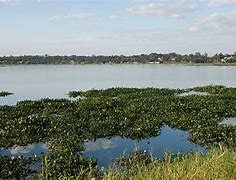 Image result for Paraná River