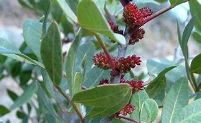 Image result for Mastic Plant