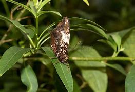 Image result for Butterfly Wings Slightly Closed