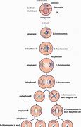 Image result for Product of Meiosis