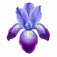 Image result for Iris Name Windows Background