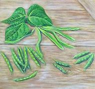 Image result for Bean Seed Pod