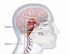 Image result for Human Medulla