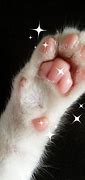 Image result for Dog Paw Infection