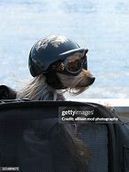 Image result for Dog Motorbike Helmet