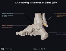 Image result for Joint Surfaces Ankle