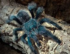 Image result for Avicularia Metallica