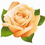 Image result for V for Victory Rose Image