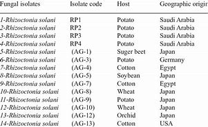 Image result for Isolat Rhizoctonia Solani