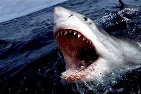 Image result for Shark Blud