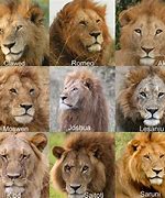 Image result for male lion cub names