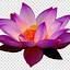 Image result for Lotus Clip Art