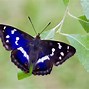 Image result for 9 Butterflies