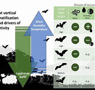 Image result for Bat Foraging