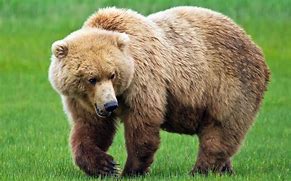 Image result for Animal Morph Bear