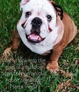 Image result for English Bulldog Memes