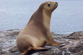 Image result for Sea Lion Head