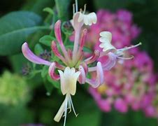 Image result for Honeysuckle Flower Nectar