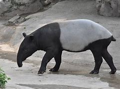 Image result for Malayan Tapir Calf