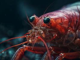 Image result for Shrimp Close Up