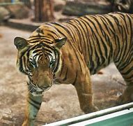 Image result for Vietnam Native Animals