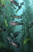 Image result for Kelp Forest