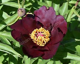 Image result for Dark Peony