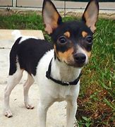 Image result for Fox Terrier X Chihuahua