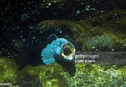 Image result for Seawolf Fish