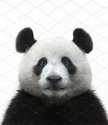 Image result for Skull Panda White Maid