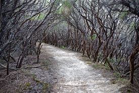 Image result for Paved Path Tree