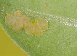 Image result for Box Moth Eggs