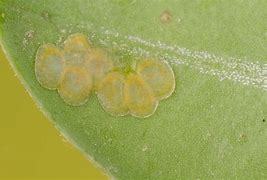 Image result for Box Tree Moth Eggs QTY