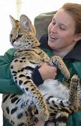 Image result for Red Serval Cat