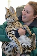 Image result for African Serval House Cat